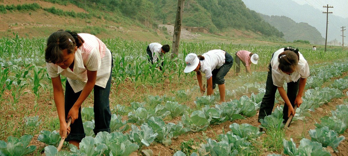 朝鲜学生正在首都平壤附近的菜园种植卷心菜。