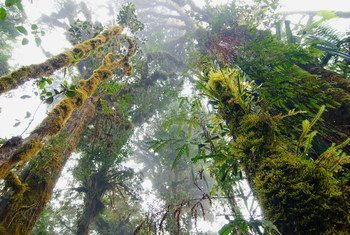 पपुआ न्यू गिनी के दुर्लभ जंगलों में बहुँत ऊँचे पेड़ हैं जिनसे बारिश में मदद मिलती है और इन जंगलों को पर्यावरण के अनुकूल माना जाता है. (फ़ाइल फ़ोटो)