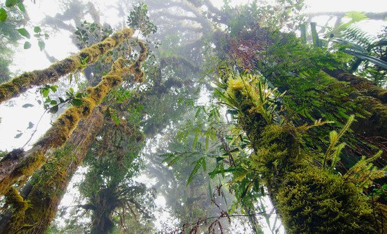 Los increíbles bosques de nube en Papúa Nueva Guinea.