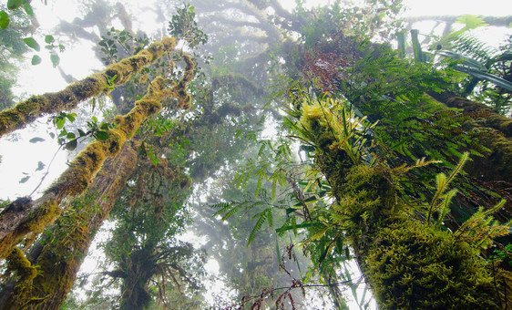 Papua New Guinea's rare cloud forests are a high elevation rainforest characterised by low-level cloud cover. (14 June 2011)