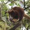 In Papua New Guinea, local communities and conservation groups are fighting to save the tree kangaroo. (file August 2010)