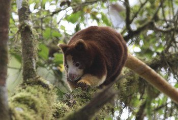 In Papua New Guinea, local communities and conservation groups are fighting to save the tree kangaroo. (file August 2010)