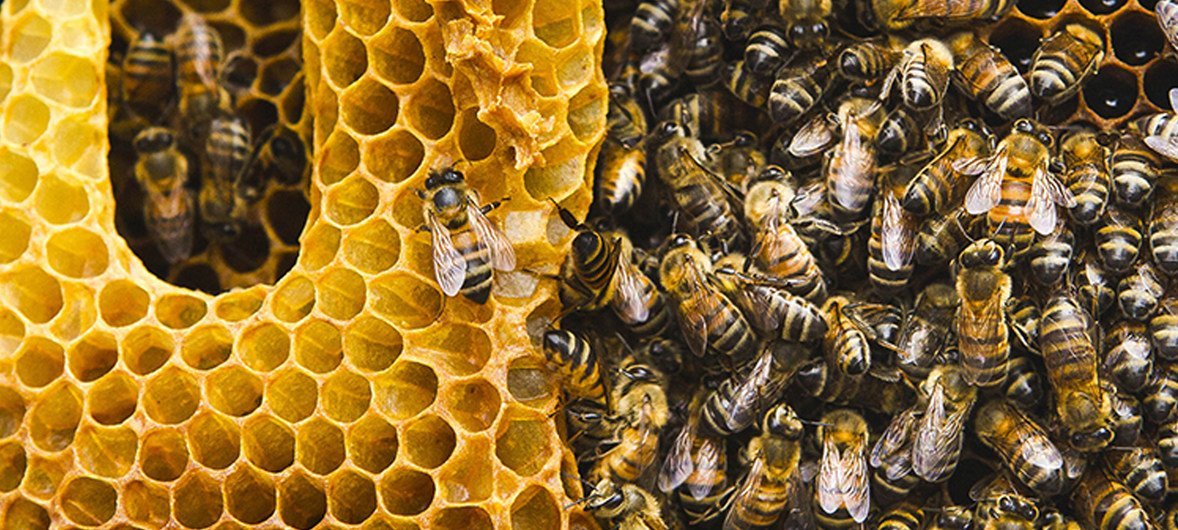 蜂蜜是屈指可数的能够直接食用的昆虫产品之一，不但为人们的生活增加甜蜜，同时也是重要的营养和经济来源。