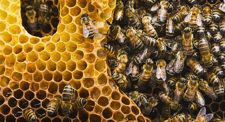 UN has designated May 20 as World Bee Day