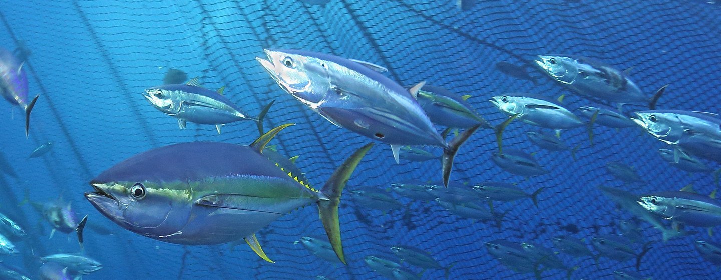 Um terço dos estoques globais de peixes é capturado acima dos níveis biologicamente sustentáveis.