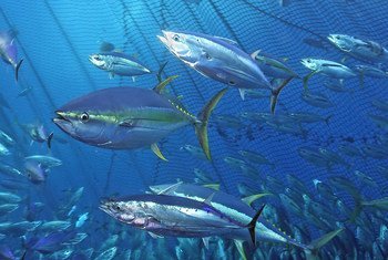Um terço dos estoques globais de peixes é capturado acima dos níveis biologicamente sustentáveis.