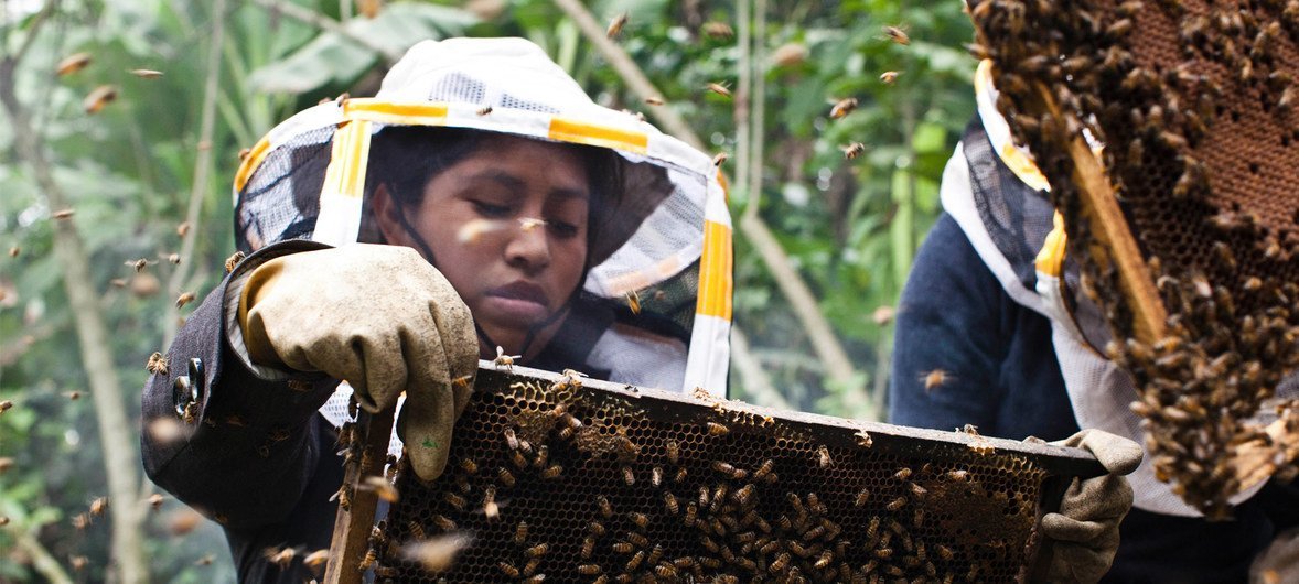 经过5个月的培训，曼努埃拉克服了被蜜蜂蛰的恐惧，如今，蜜蜂已经成了她的好朋友。