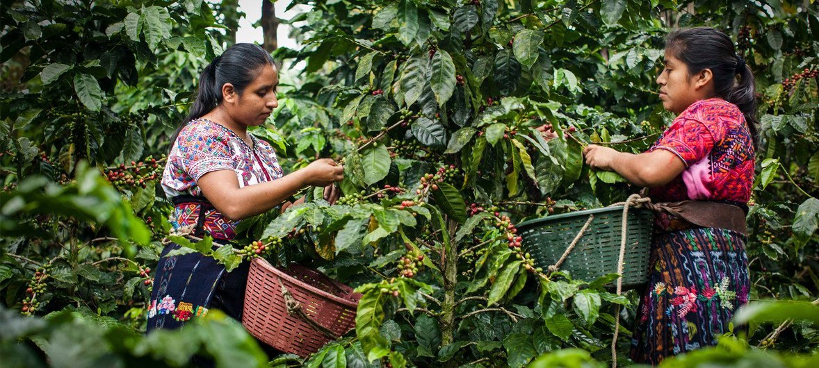 在危地马拉南部的纳瓦拉河谷，种植咖啡一度是人们最主要的收入来源。