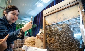 A participant at World Bee Day, held at FAO headquarters in Rome to raise awareness on the role of bees and pollinators in food and agriculture, captures a photo of a bee observation hive. (20 May 2019)