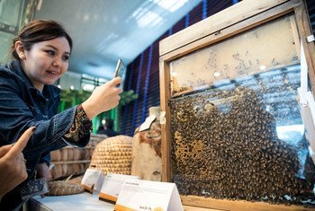 A participant at World Bee Day, held at FAO headquarters in Rome to raise awareness on the role of bees and pollinators in food and agriculture, captures a photo of a bee observation hive. (20 May 2019)