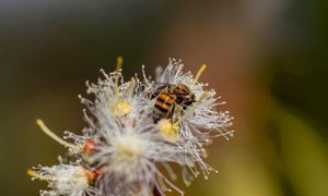 यूकेलिप्टस के फूल पर बैठकर पराग कणों को एकत्र करती मधुमक्खी.