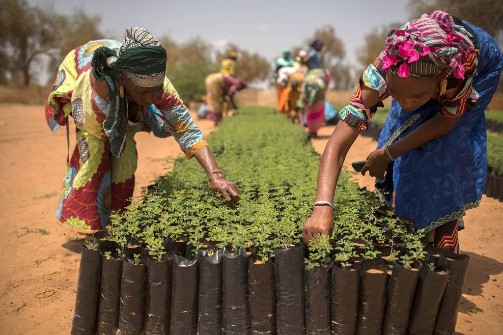 A Koyli Alpha, au Sénégal, des femmes de la communauté travaillent dans des pépinières créées dans le village dans le cadre de l'Initiative de la Grande muraille verte qui vise à améliorer la vie des populations et la durabilité des terres.