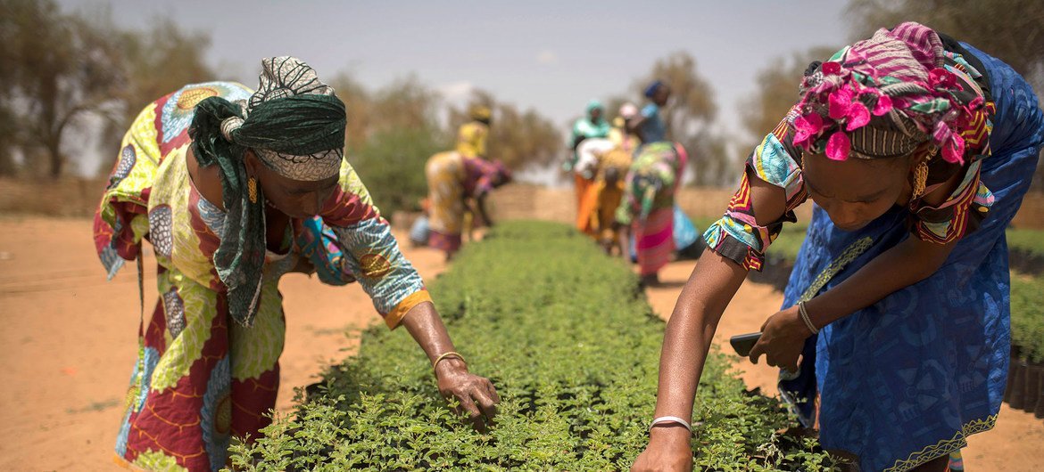 A Koyli Alpha, au Sénégal, des femmes travaillent dans des pépinières créées dans le village dans le cadre de l'initiative de la Grande muraille verte, l’initiative phare du continent africain pour lutter contre les effets du changement climatique et de l