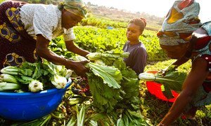 Farmers in the Democratic Republic of the Congo have accessed land to grow crops. (file 2011)