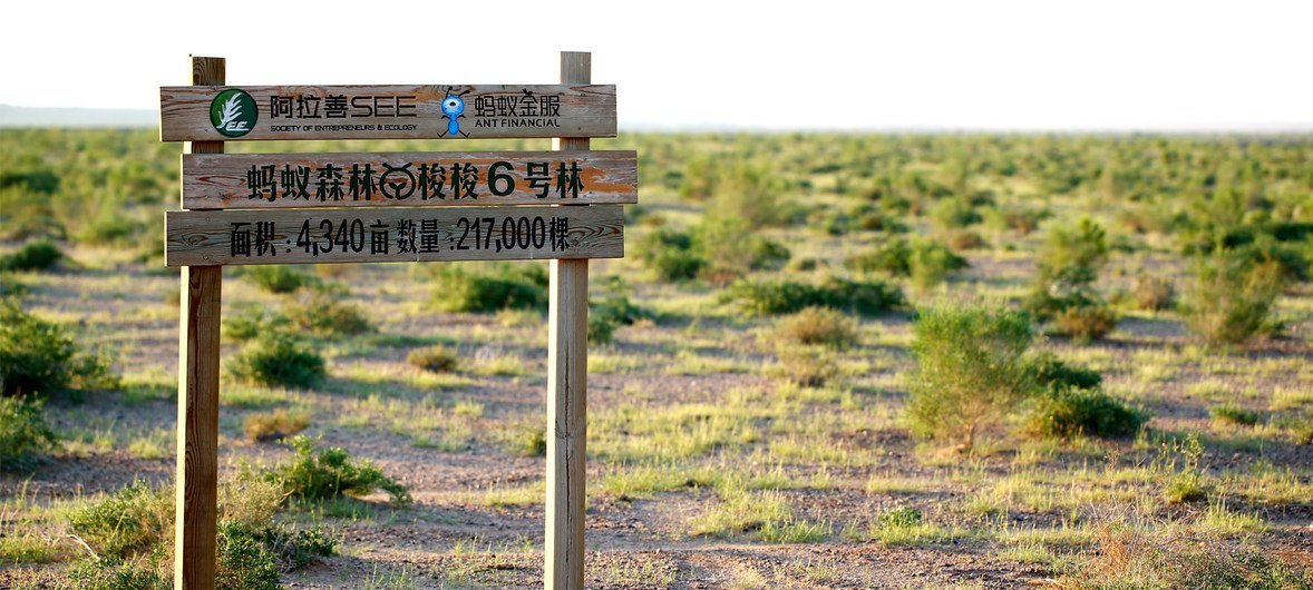 El proyecto Bosque Hormiga ha plantado 217.000 árboles en el norte de la Región Autónoma de Mongolia, en China.