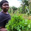 Les agriculteurs de São Tomé e Príncipe sont désormais en mesure d'irriguer leurs terres pendant la saison sèche, ce qui augmente la productivité. (archives 2017)