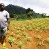 In São Tomé and Príncipe, the UN Development Programme has supported farmers to produce crops during the dry season. (file 2017)