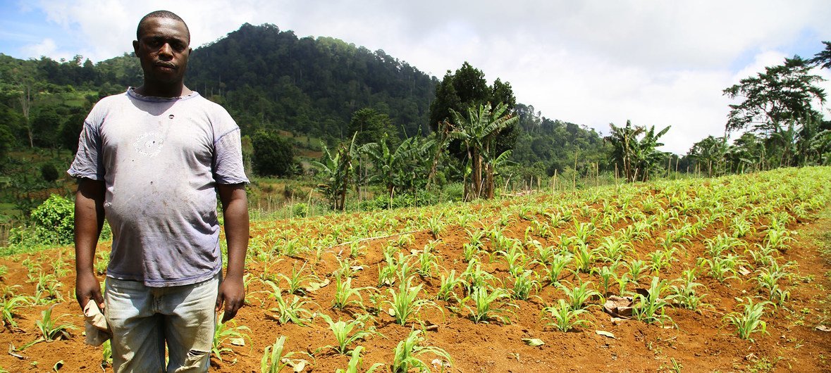 In São Tomé and Príncipe, the UN Development Programme has supported farmers to produce crops during the dry season. (file 2017)