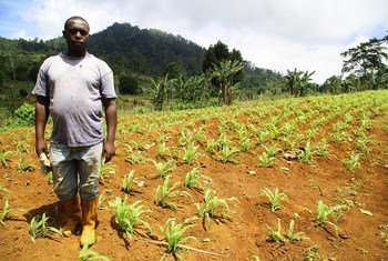 La ONU ayuda a los agricultores de  São Tomé y Príncipe durante la temporada seca.