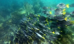 Обесцвечивание и гибель коралловых рифов - угроза одной из самых важных экосистем нашей планеты. На фото: Галапагосские острова, Эквадор.   