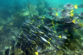 Un arrecife en las Galápagos, Ecuador.