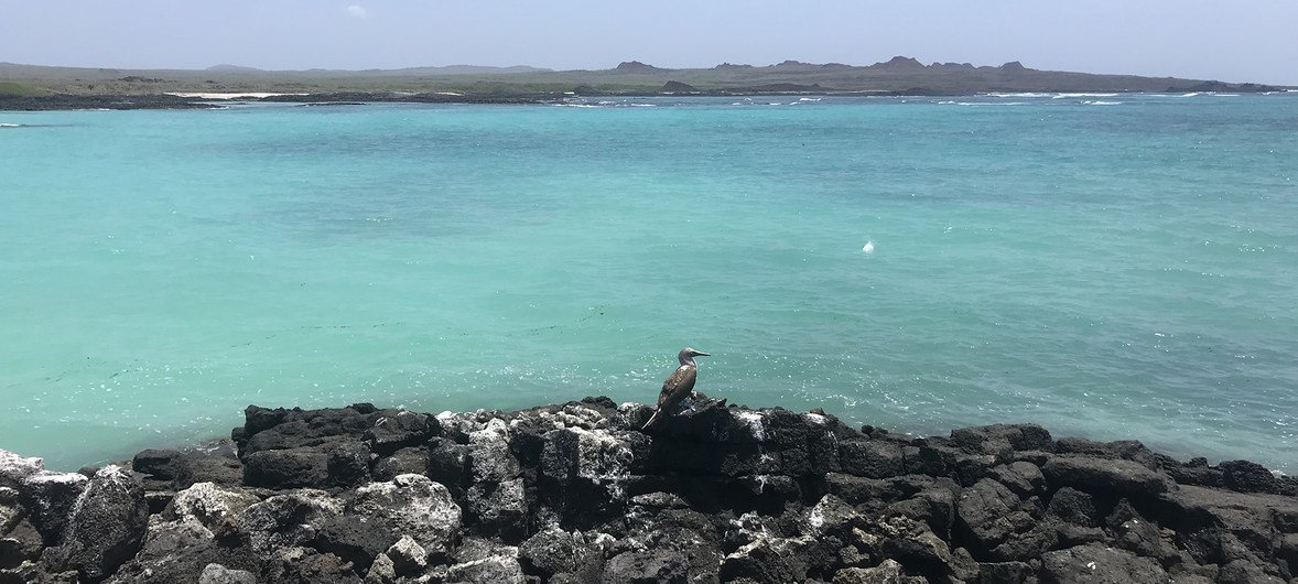 Un piquero patas azules en la costa de Rosa Blanca en la Isla de Cristóbal en Galápagos, Ecuador.