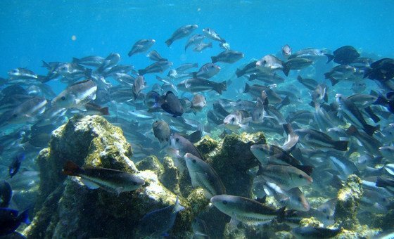 Coral Reefs restoration at the coast of Banaire in the Caribbean.