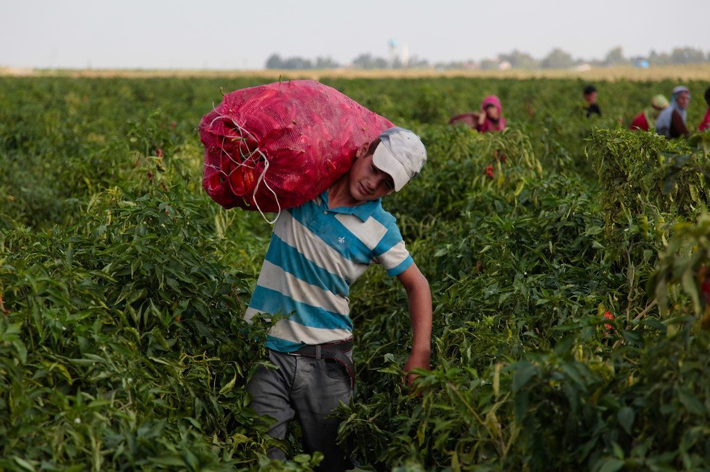 Le travail des enfants est particulièrement prévalent dans l'agriculture.