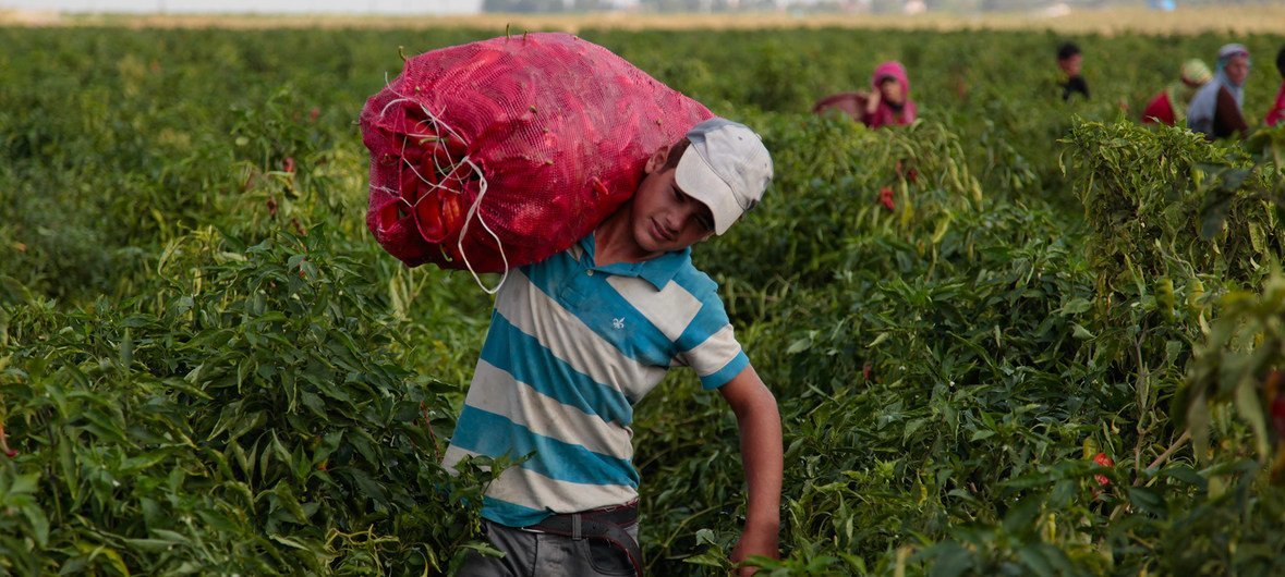 Un niño turco trabajando en el campo. El 70% del trabajo infantil ocurre en la agricultura. 