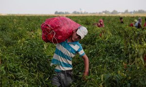 Although child labour occurs in almost every sector, seven out of every ten is in agriculture according to the ILO. Here a boy works in a field in Turkey. (file 2016)