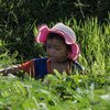 A four-year-old girl in Cambodia works in a field collecting water mimosa. (file 2017)