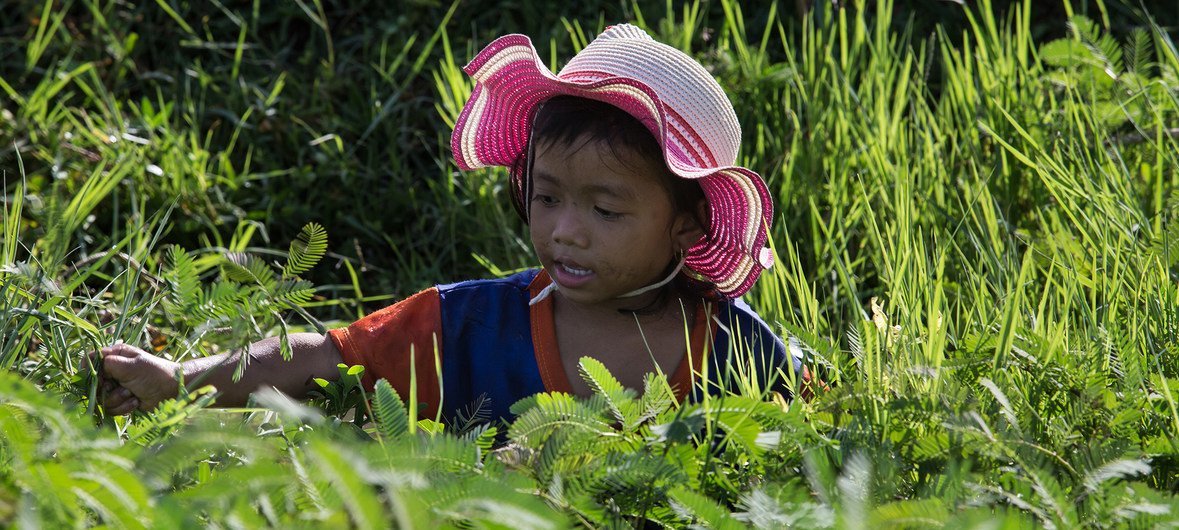 A four-year-old girl in Cambodia works in a field collecting water mimosa. (file 2017)