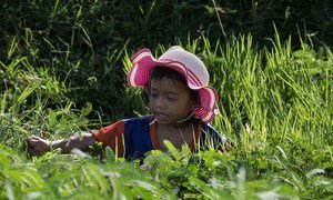 A four-year-old girl in Cambodia works in a field collecting water mimosa. (file 2017)