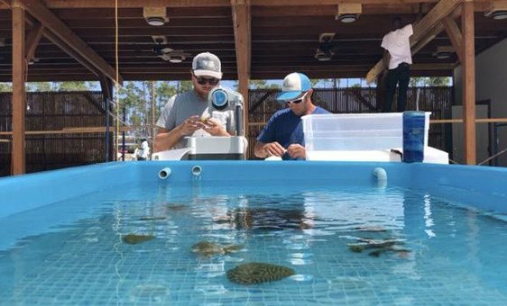 Halpern e o co-fundador Sam Teicher cortam os corais em preparação para a inauguração da fazenda Coral Vita.