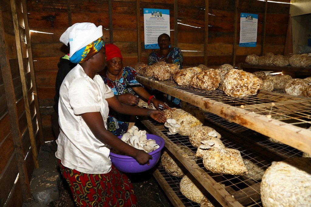 Le Fonds d'affectation spéciale de l'ONU pour le soutien aux victimes d'exploitation et d'abus sexuels a aidé les femmes de la République démocratique du Congo (RDC) à se former à des activités génératrices de revenus telles que la culture de champignons