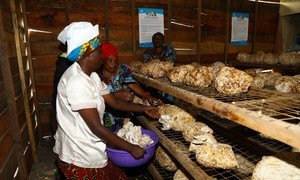 The UN Trust Fund in support of victims of sexual exploitation and abuse has supported women in the Democratic Republic of the Congo receive vocational trainings like mushroom farming. (October 2018)