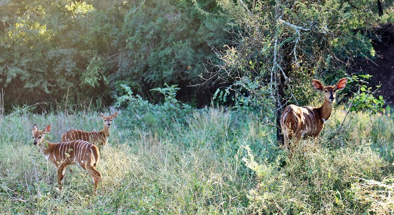 Reserva de Lubombo, en el reino de Eswatini. 