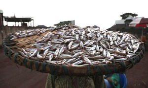 ФАО предлагает более широко использовать генетические ресурсы, в том числе улучшать существующие виды рыбы, которую разводят искусственно