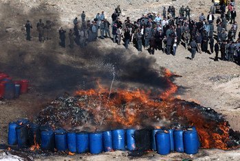 在喀布尔郊区，阿富汗内政和禁毒部门烧毁了20多吨非法毒品和酒精。