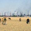 Terrenos agricolas com fábricas ao fundo, na África do Sul