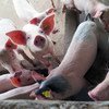 حمّى الخنازير الأفريقية مرض معدٍ بشدة وقد يلحق أضرارا كبيرة بمزرعة خنازير صغيرة.
