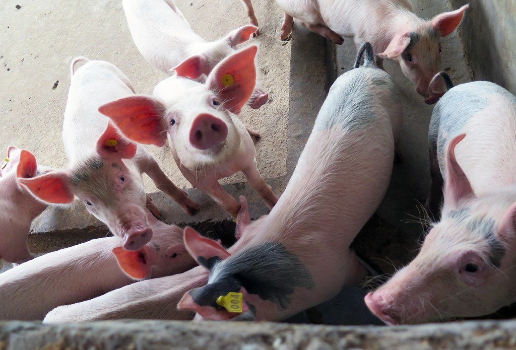 非洲猪瘟是一种高度传染性疾病，可对小规模养猪户造成破坏性影响，并可从猪传染给人类。 （资料图片）
