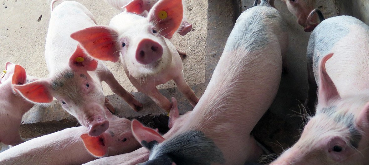 Global cooperation key to eradicating deadly pig virus: UN agency | UN News