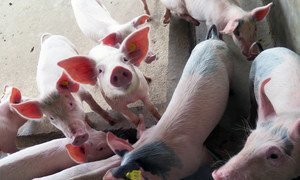 African Swine Fever is a highly contagious disease that can cause a devastating impact on small-scale pig farmers. (file March 2017)