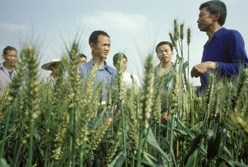 1985年，粮农组织技术人员向中国四川双流镇的农民展示改良的小麦品种。