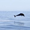 联合国教科文组织世界遗产委员会今天表示，由于当地特有物种小头鼠海豚面临灭绝危险，墨西哥世界遗产“加利福尼亚湾群岛及保护区”被《濒危世界遗产名录》。（资料图片）