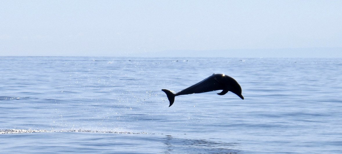 对花胶的需求引发了对墨西哥湾石首鱼的过度捕捞，又进一步导致了当地特有物种小头鼠海豚的濒危处境。