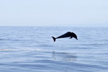 一只海豚在东帝汶阿陶罗岛附近的水域中跃出水面。