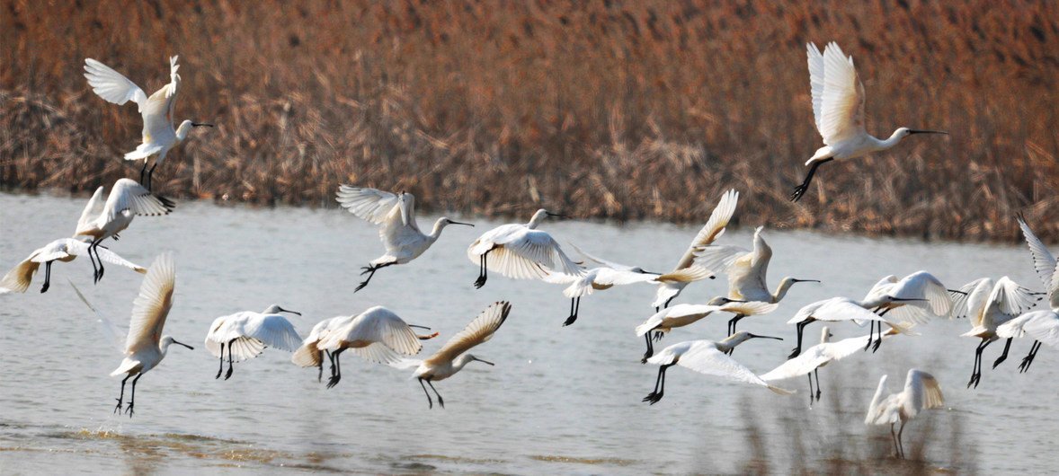Des oiseaux Platalea leucorodia (ou spatule eurasienne) pataugent dans les sanctuaires d'oiseaux migrateurs de la mer Jaune et du golfe Bohai en Chine.
