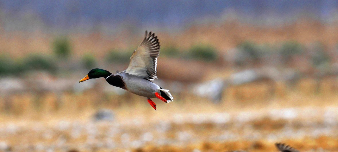 Mallard ducks spend their winters in the Gulf Coast and fly to northern United States and Canada in the spring.